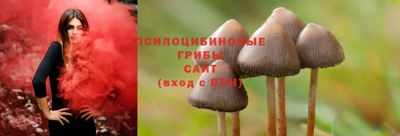 ссылка на мегу маркетплейс  Ступино  Галлюциногенные грибы Psilocybe  продажа наркотиков 